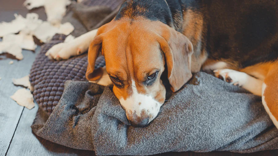 Your Guide to Pet Enrichment