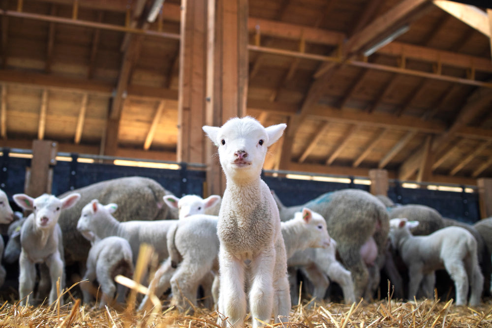 Farm Supplies